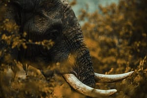 Elephant close up in the bush by Senten-Images