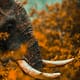 Elephant close up in the bush by Senten-Images