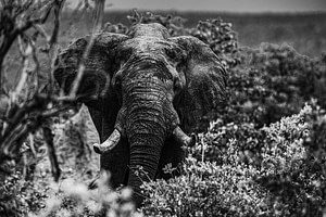Elephant in the Bush by Senten-Images
