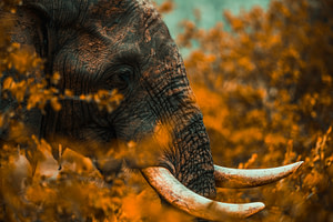 Elephant close up in the bush