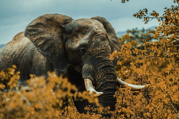 Elephant by Senten-Images