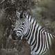 Zebra by Senten-Images